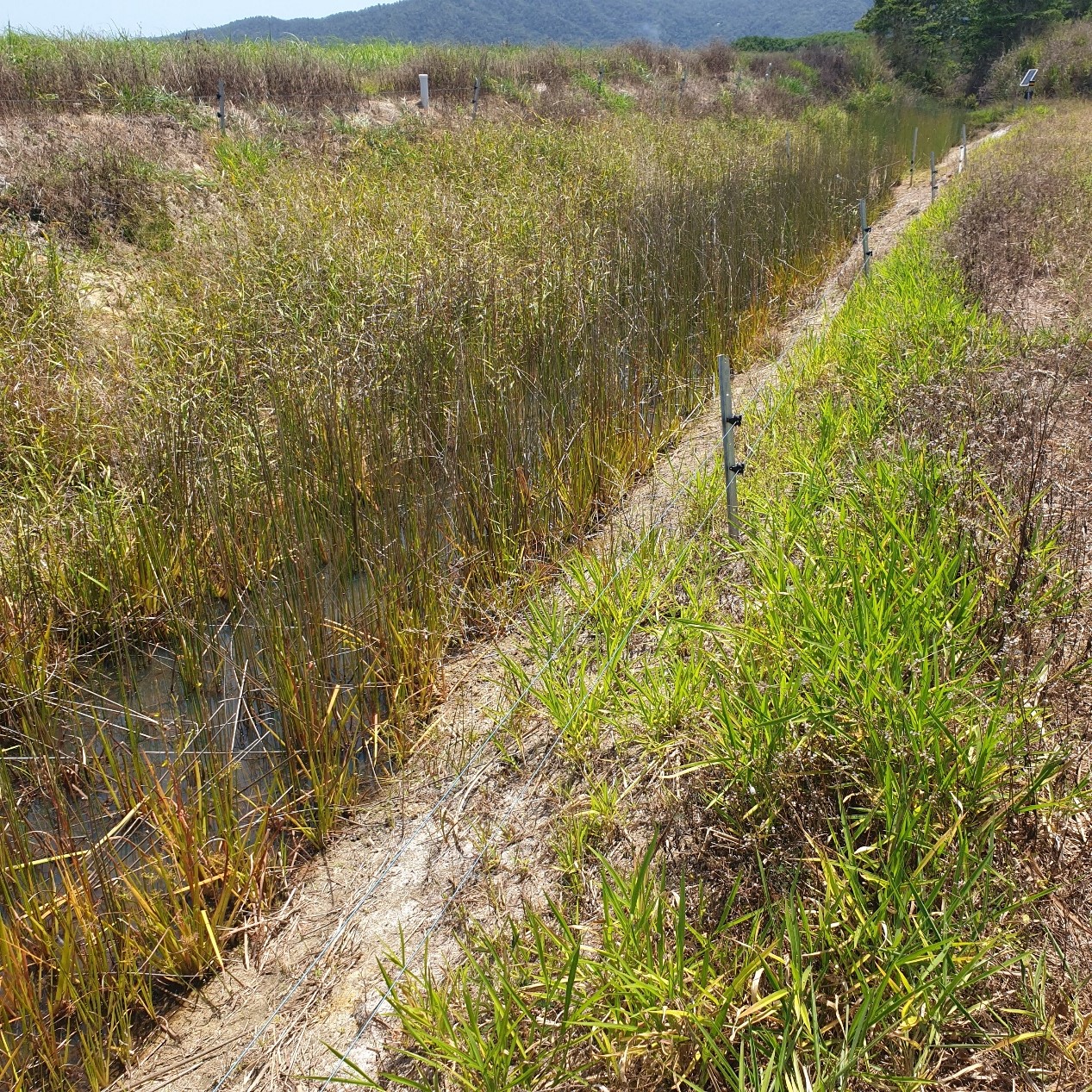 Figure 6 Farm drain with reeds and sedges establishing in the base. Photo by Mark Bayley