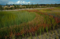 Treatment wetland Photo by EDAW Australia
