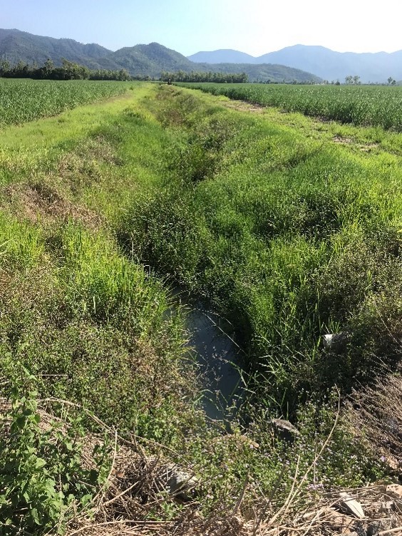 Vegetated drain on a sugar cane farm. Photo by Queensland Government