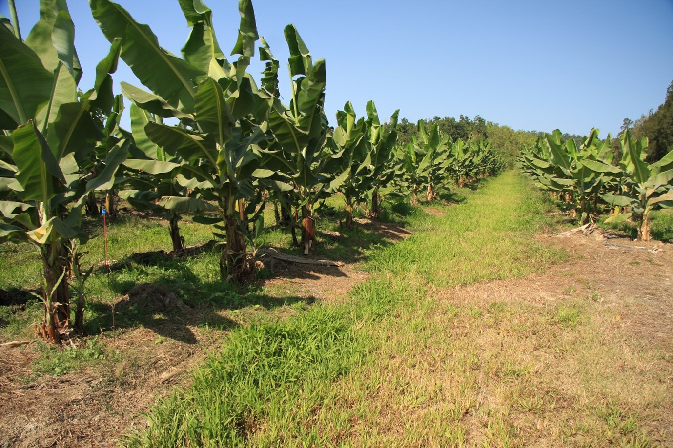 Figure 4 A grass interrow on a banana farm is a type of swale. Photo by Queensland Government