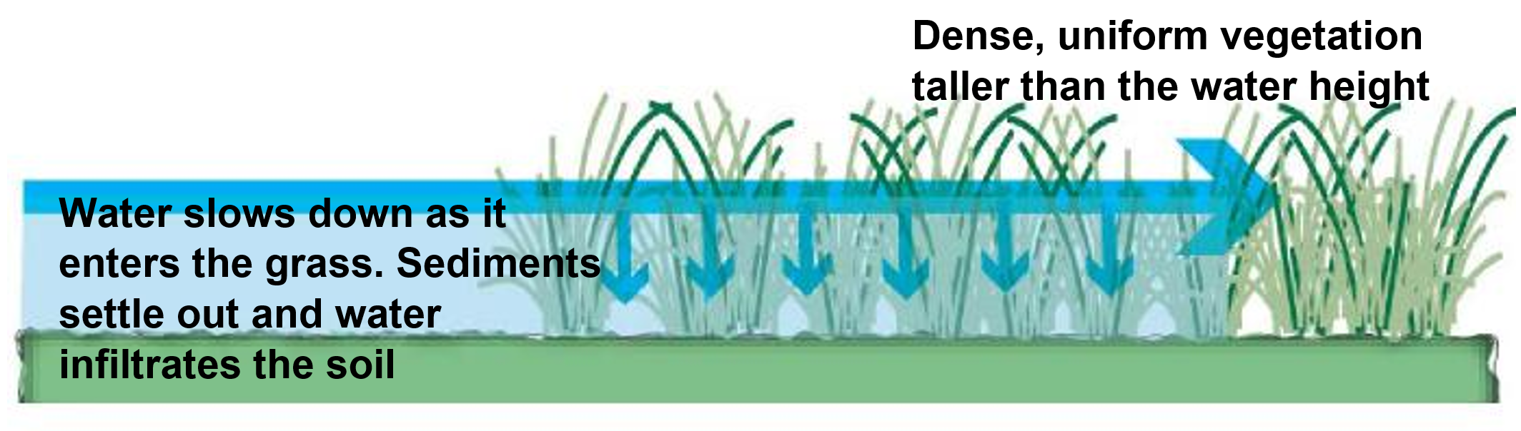 Figure 3 Illustration showing water passing through a grass buffer, highlighting how dense vegetation can slow water and facilitate sediment deposition. Image by E2DesignLab (2014)