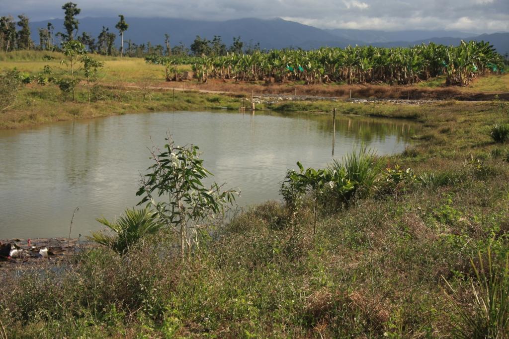 Figure 4 Treatment wetland on a banana farm. Photo by Mark Bayley