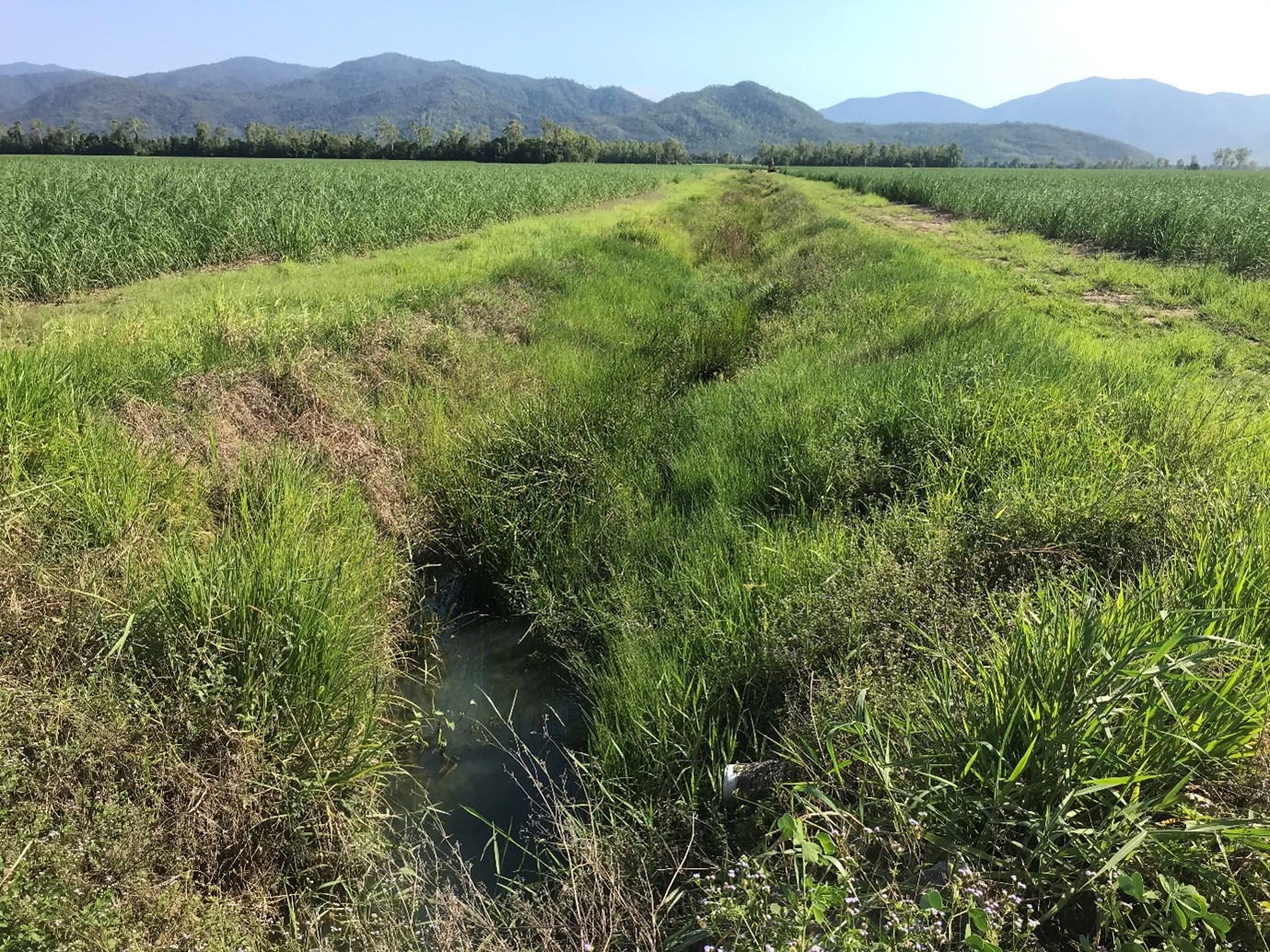 Figure 1 Well-vegetated drain on a cane farm in the Wet Tropics. Photo by Queensland Government