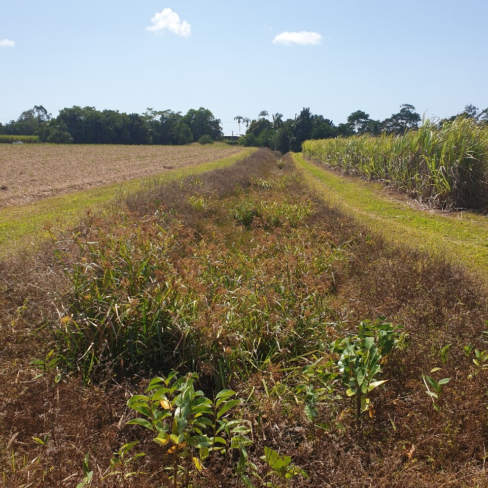 Figure 3 Vegetated drain on a cane farm, showing gently sloping batters and dense vegetation growth. Photo by Mark Bayley