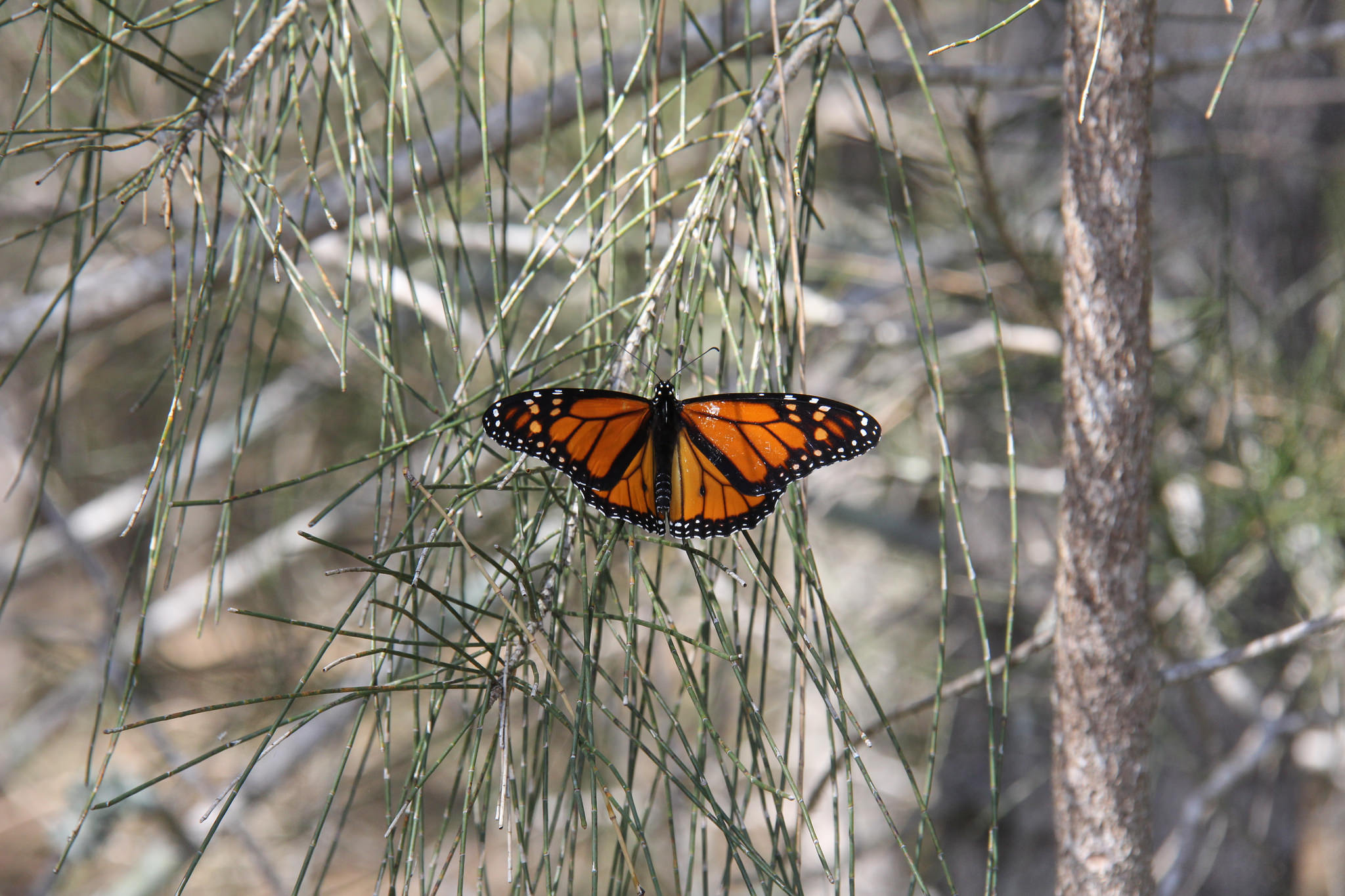 Butterfly, Photo by SEQ Catchments
