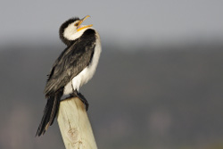 Little Pied Cormorant Photo by SEQ Catchments