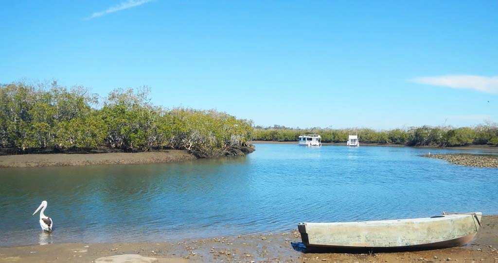 Mangroves at Maroom, Great Sandy Strait Ramsar area, Photo by Maria Zann