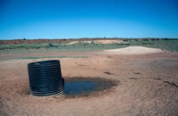 A severely degraded spring on the edge of the Simpson Desert in western Queensland. The wetland habitat and aboriginal artefacts associated with this spring have been scraped into a heap with a grader. The water has been fouled by concentrated stock-use. The spring is currently the subject of a rehabilitation effort. Photo by Queensland Government