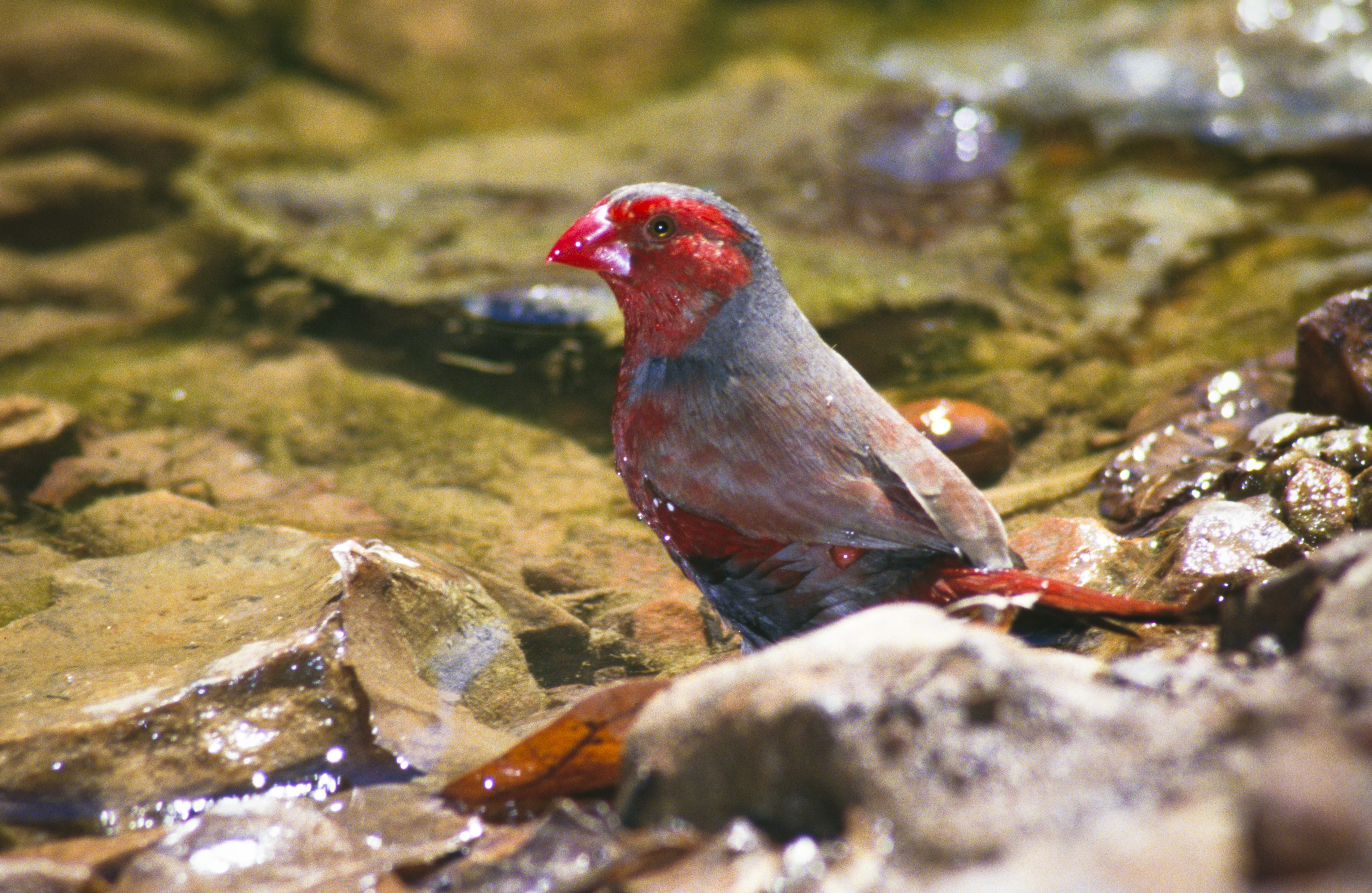 Crimson finch, Photo by Queensland Government